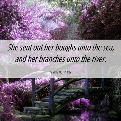 Picture 06 - Psalms 80:11 KJV - She sent out her boughs unto the sea, and her - Bible Verse Picture