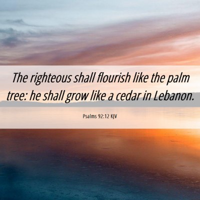Picture 06 - Psalms 92:12 KJV - The righteous shall flourish like the palm tree: - Bible Verse Picture