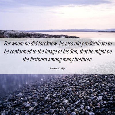 Picture 06 - Romans 8:29 KJV - For whom he did foreknow, he also did - Bible Verse Picture
