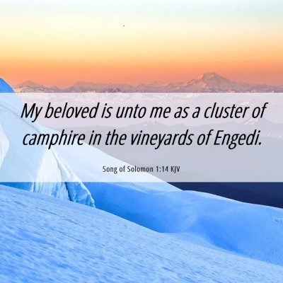 Picture 06 - Song of Solomon 1:14 KJV - My beloved is unto me as a cluster of camphire in - Bible Verse Picture