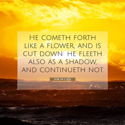 Picture 07 - Job 14:2 KJV - He cometh forth like a flower, and is cut down: - Bible Verse Picture