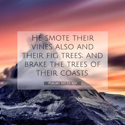 Picture 07 - Psalms 105:33 KJV - He smote their vines also and their fig trees; - Bible Verse Picture