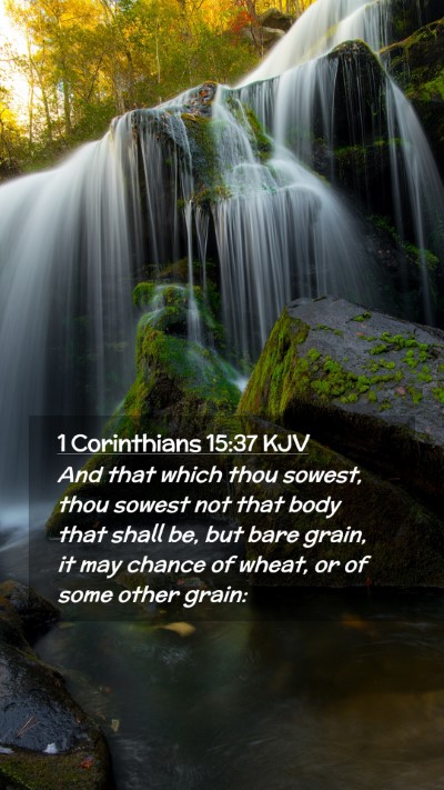 Picture 02 - 1 Corinthians 15:37 KJV Mobile Phone Wallpaper - And that which thou sowest, thou sowest not that - Mobile Bible Verse Wallpaper