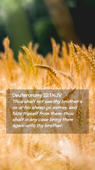 Picture 02 - Deuteronomy 22:1 KJV Mobile Phone Wallpaper - Thou shalt not see thy brother's ox or his sheep - Mobile Bible Verse Wallpaper