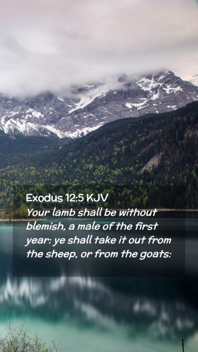 Picture 02 - Exodus 12:5 KJV Mobile Phone Wallpaper - Your lamb shall be without blemish, a male of the - Mobile Bible Verse Wallpaper