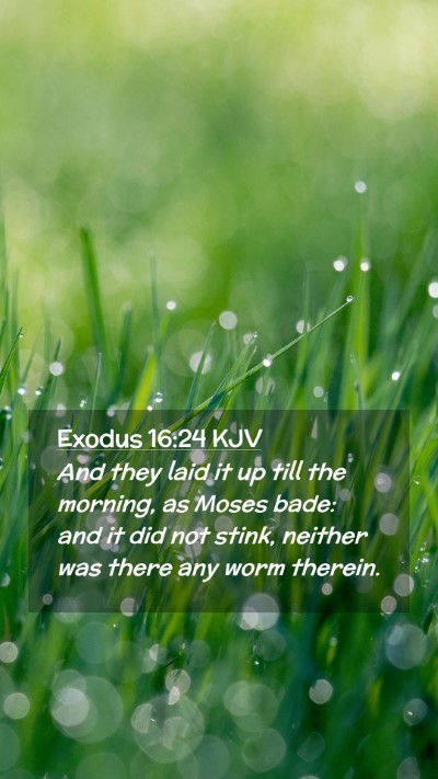 Picture 02 - Exodus 16:24 KJV Mobile Phone Wallpaper - And they laid it up till the morning, as Moses - Mobile Bible Verse Wallpaper