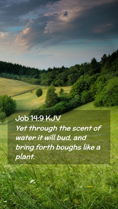 Picture 02 - Job 14:9 KJV Mobile Phone Wallpaper - Yet through the scent of water it will bud, and - Mobile Bible Verse Wallpaper