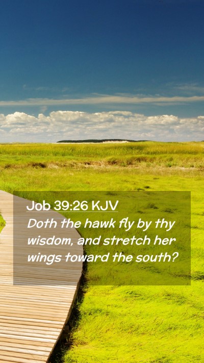 Picture 02 - Job 39:26 KJV Mobile Phone Wallpaper - Doth the hawk fly by thy wisdom, and stretch her - Mobile Bible Verse Wallpaper