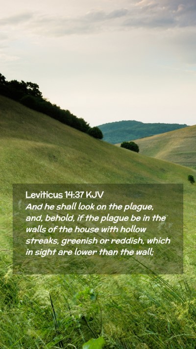 Picture 02 - Leviticus 14:37 KJV Mobile Phone Wallpaper - And he shall look on the plague, and, behold, if - Mobile Bible Verse Wallpaper