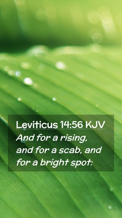 Picture 02 - Leviticus 14:56 KJV Mobile Phone Wallpaper - And for a rising, and for a scab, and for a - Mobile Bible Verse Wallpaper