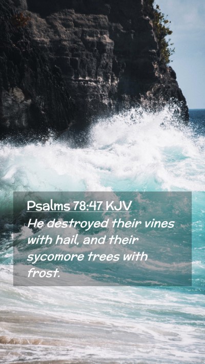 Picture 02 - Psalms 78:47 KJV Mobile Phone Wallpaper - He destroyed their vines with hail, and their - Mobile Bible Verse Wallpaper