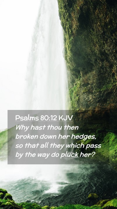 Picture 02 - Psalms 80:12 KJV Mobile Phone Wallpaper - Why hast thou then broken down her hedges, so - Mobile Bible Verse Wallpaper
