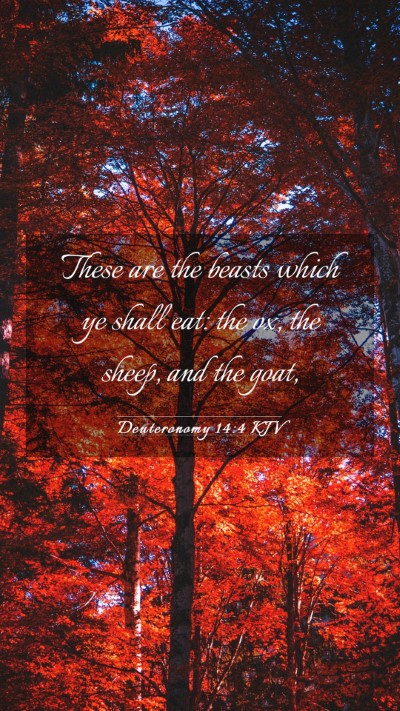 Picture 03 - Deuteronomy 14:4 KJV Mobile Phone Wallpaper - These are the beasts which ye shall eat: the ox, - Mobile Bible Verse Wallpaper