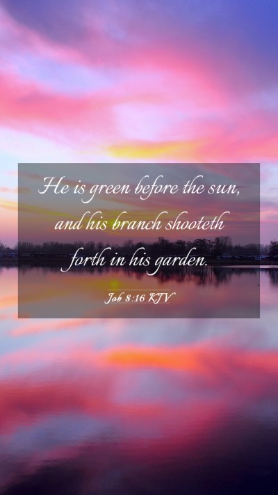 Picture 03 - Job 8:16 KJV Mobile Phone Wallpaper - He is green before the sun, and his branch - Mobile Bible Verse Wallpaper