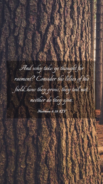 Picture 03 - Matthew 6:28 KJV Mobile Phone Wallpaper - And why take ye thought for raiment? Consider the - Mobile Bible Verse Wallpaper