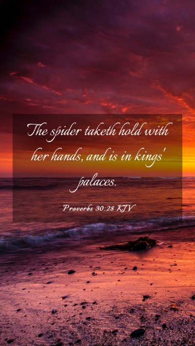 Picture 03 - Proverbs 30:28 KJV Mobile Phone Wallpaper - The spider taketh hold with her hands, and is in - Mobile Bible Verse Wallpaper