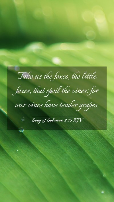 Picture 03 - Song of Solomon 2:15 KJV Mobile Phone Wallpaper - Take us the foxes, the little foxes, that spoil - Mobile Bible Verse Wallpaper