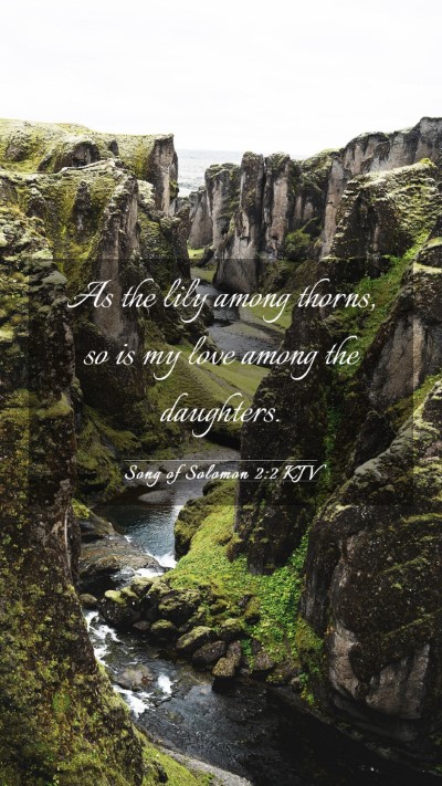 Picture 03 - Song of Solomon 2:2 KJV Mobile Phone Wallpaper - As the lily among thorns, so is my love among the - Mobile Bible Verse Wallpaper