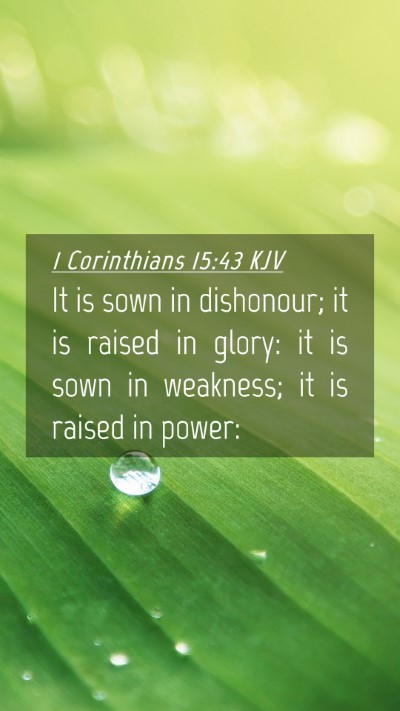Picture 04 - 1 Corinthians 15:43 KJV Mobile Phone Wallpaper - It is sown in dishonour; it is raised in glory: - Mobile Bible Verse Wallpaper
