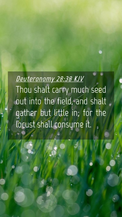 Picture 04 - Deuteronomy 28:38 KJV Mobile Phone Wallpaper - Thou shalt carry much seed out into the field, - Mobile Bible Verse Wallpaper