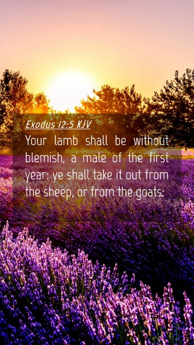 Picture 04 - Exodus 12:5 KJV Mobile Phone Wallpaper - Your lamb shall be without blemish, a male of the - Mobile Bible Verse Wallpaper