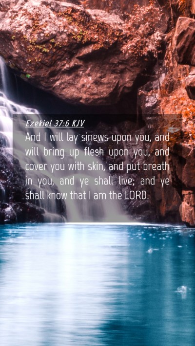 Picture 04 - Ezekiel 37:6 KJV Mobile Phone Wallpaper - And I will lay sinews upon you, and will bring up - Mobile Bible Verse Wallpaper