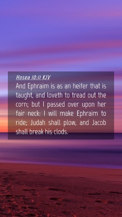 Picture 04 - Hosea 10:11 KJV Mobile Phone Wallpaper - And Ephraim is as an heifer that is taught, and - Mobile Bible Verse Wallpaper