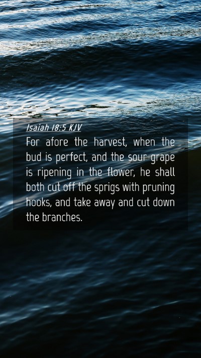 Picture 04 - Isaiah 18:5 KJV Mobile Phone Wallpaper - For afore the harvest, when the bud is perfect, - Mobile Bible Verse Wallpaper