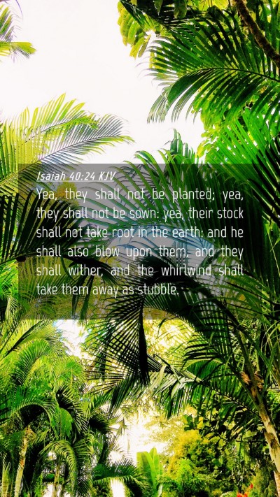 Picture 04 - Isaiah 40:24 KJV Mobile Phone Wallpaper - Yea, they shall not be planted; yea, they shall - Mobile Bible Verse Wallpaper