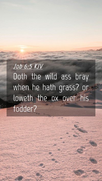 Picture 04 - Job 6:5 KJV Mobile Phone Wallpaper - Doth the wild ass bray when he hath grass? or - Mobile Bible Verse Wallpaper