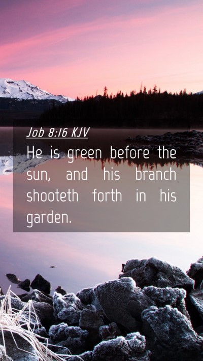 Picture 04 - Job 8:16 KJV Mobile Phone Wallpaper - He is green before the sun, and his branch - Mobile Bible Verse Wallpaper