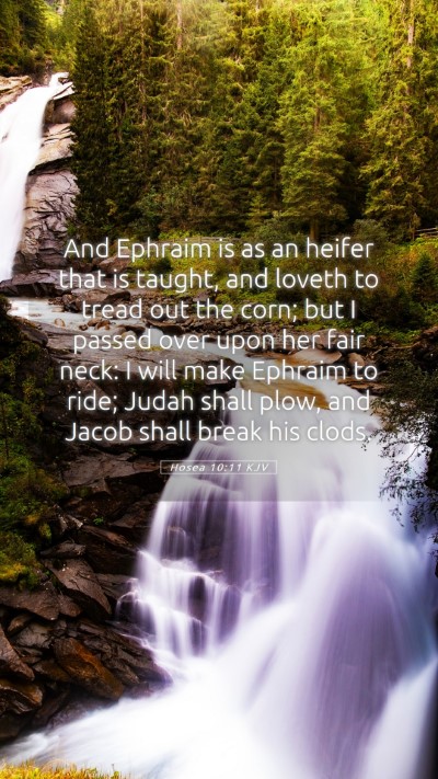 Picture 05 - Hosea 10:11 KJV Mobile Phone Wallpaper - And Ephraim is as an heifer that is taught, and - Mobile Bible Verse Wallpaper
