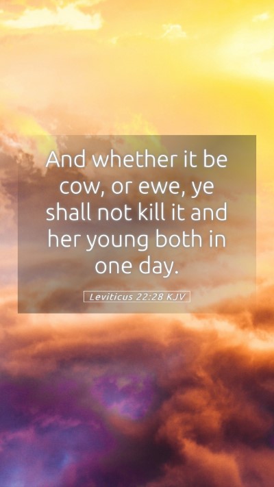 Picture 05 - Leviticus 22:28 KJV Mobile Phone Wallpaper - And whether it be cow, or ewe, ye shall not kill - Mobile Bible Verse Wallpaper