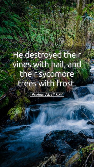 Picture 05 - Psalms 78:47 KJV Mobile Phone Wallpaper - He destroyed their vines with hail, and their - Mobile Bible Verse Wallpaper