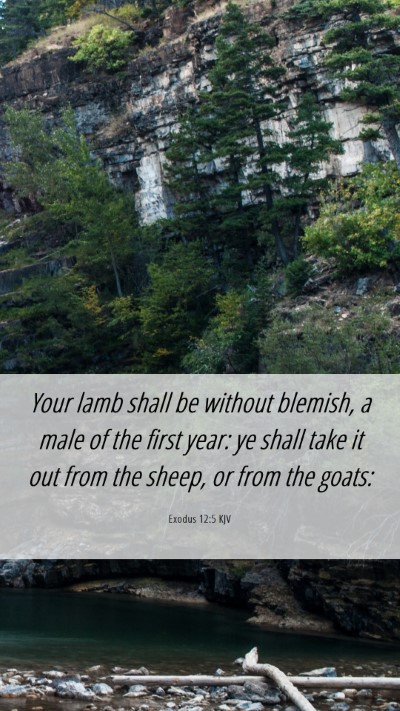 Picture 06 - Exodus 12:5 KJV Mobile Phone Wallpaper - Your lamb shall be without blemish, a male of the - Mobile Bible Verse Wallpaper