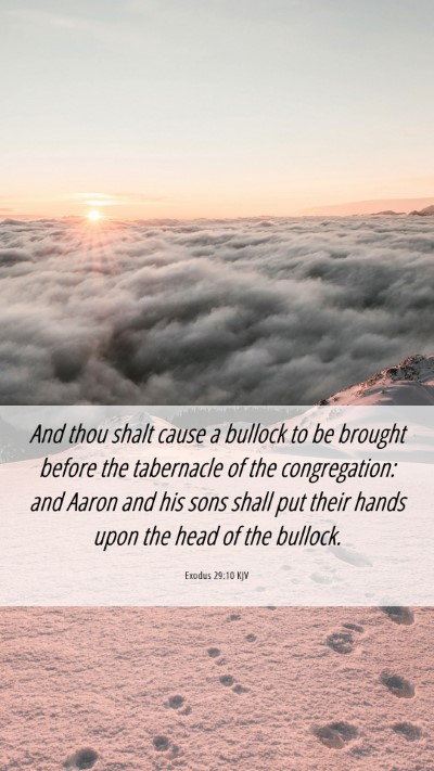 Picture 06 - Exodus 29:10 KJV Mobile Phone Wallpaper - And thou shalt cause a bullock to be brought - Mobile Bible Verse Wallpaper