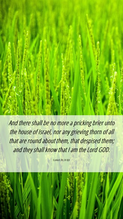 Picture 06 - Ezekiel 28:24 KJV Mobile Phone Wallpaper - And there shall be no more a pricking brier unto - Mobile Bible Verse Wallpaper