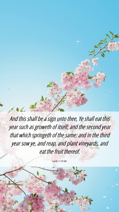 Picture 06 - Isaiah 37:30 KJV Mobile Phone Wallpaper - And this shall be a sign unto thee, Ye shall eat - Mobile Bible Verse Wallpaper