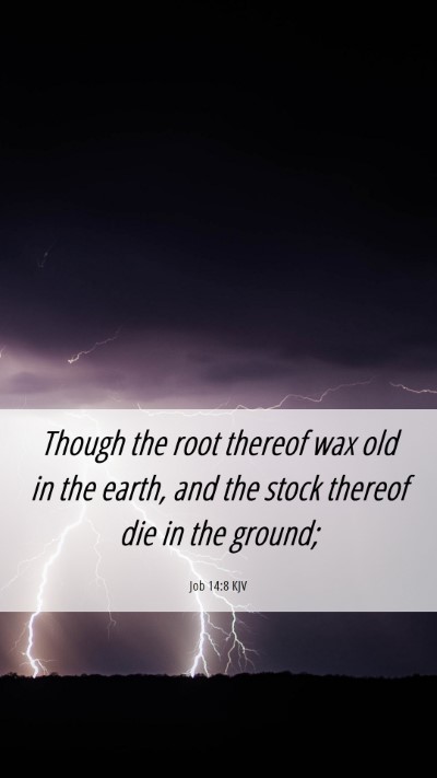 Picture 06 - Job 14:8 KJV Mobile Phone Wallpaper - Though the root thereof wax old in the earth, and - Mobile Bible Verse Wallpaper