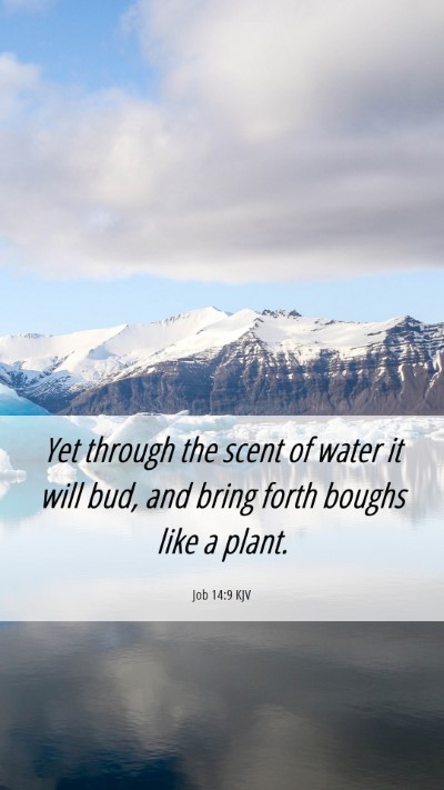 Picture 06 - Job 14:9 KJV Mobile Phone Wallpaper - Yet through the scent of water it will bud, and - Mobile Bible Verse Wallpaper