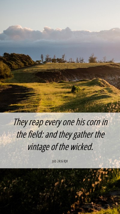 Picture 06 - Job 24:6 KJV Mobile Phone Wallpaper - They reap every one his corn in the field: and - Mobile Bible Verse Wallpaper