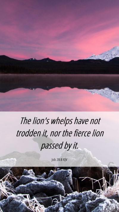 Picture 06 - Job 28:8 KJV Mobile Phone Wallpaper - The lion's whelps have not trodden it, nor the - Mobile Bible Verse Wallpaper