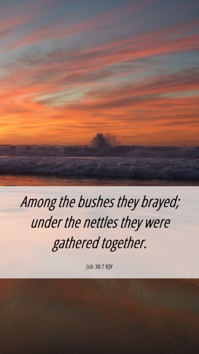 Picture 06 - Job 30:7 KJV Mobile Phone Wallpaper - Among the bushes they brayed; under the nettles - Mobile Bible Verse Wallpaper