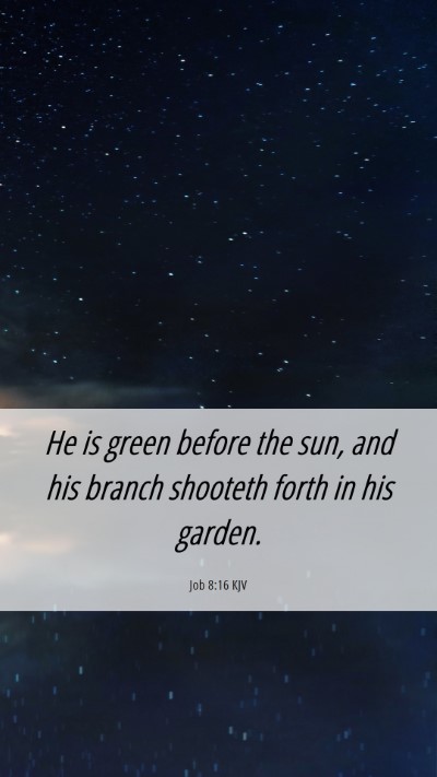 Picture 06 - Job 8:16 KJV Mobile Phone Wallpaper - He is green before the sun, and his branch - Mobile Bible Verse Wallpaper