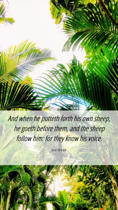 Picture 06 - John 10:4 KJV Mobile Phone Wallpaper - And when he putteth forth his own sheep, he goeth - Mobile Bible Verse Wallpaper