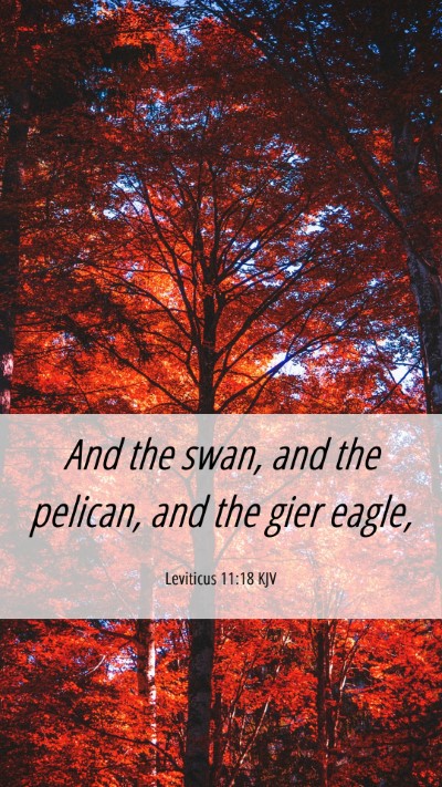 Picture 06 - Leviticus 11:18 KJV Mobile Phone Wallpaper - And the swan, and the pelican, and the gier - Mobile Bible Verse Wallpaper