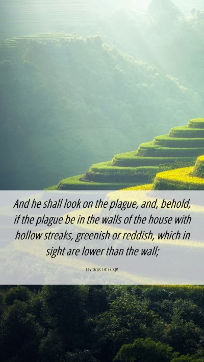 Picture 06 - Leviticus 14:37 KJV Mobile Phone Wallpaper - And he shall look on the plague, and, behold, if - Mobile Bible Verse Wallpaper