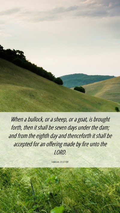 Picture 06 - Leviticus 22:27 KJV Mobile Phone Wallpaper - When a bullock, or a sheep, or a goat, is brought - Mobile Bible Verse Wallpaper