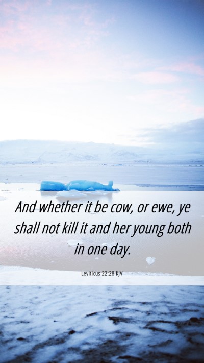 Picture 06 - Leviticus 22:28 KJV Mobile Phone Wallpaper - And whether it be cow, or ewe, ye shall not kill - Mobile Bible Verse Wallpaper