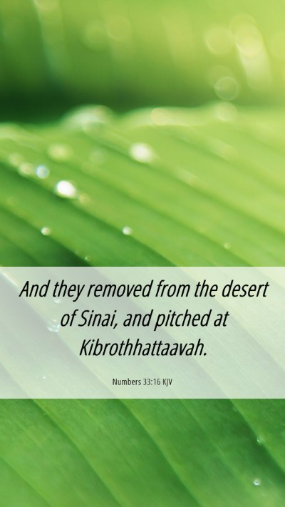 Picture 06 - Numbers 33:16 KJV Mobile Phone Wallpaper - And they removed from the desert of Sinai, and - Mobile Bible Verse Wallpaper